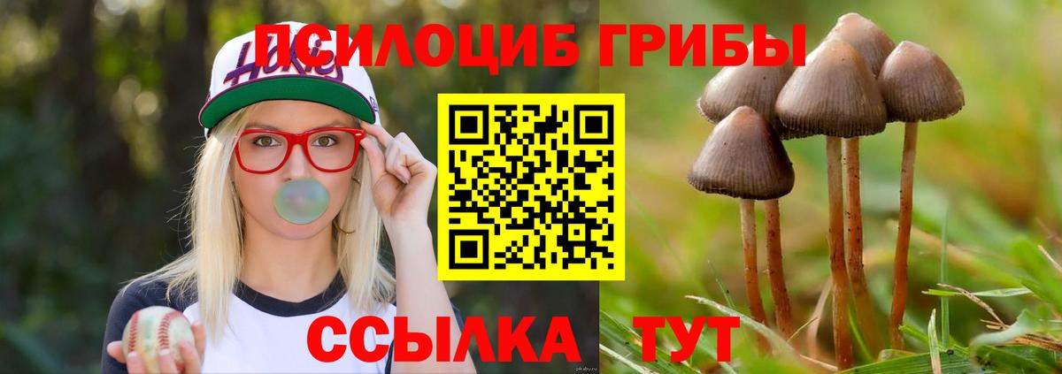 Псилоцибиновые грибы Psilocybe Тайшет